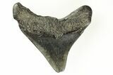 Juvenile Megalodon Tooth - South Carolina #171107-1